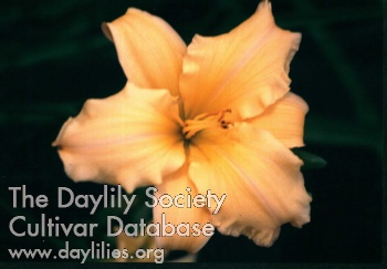 Daylily Oh Please